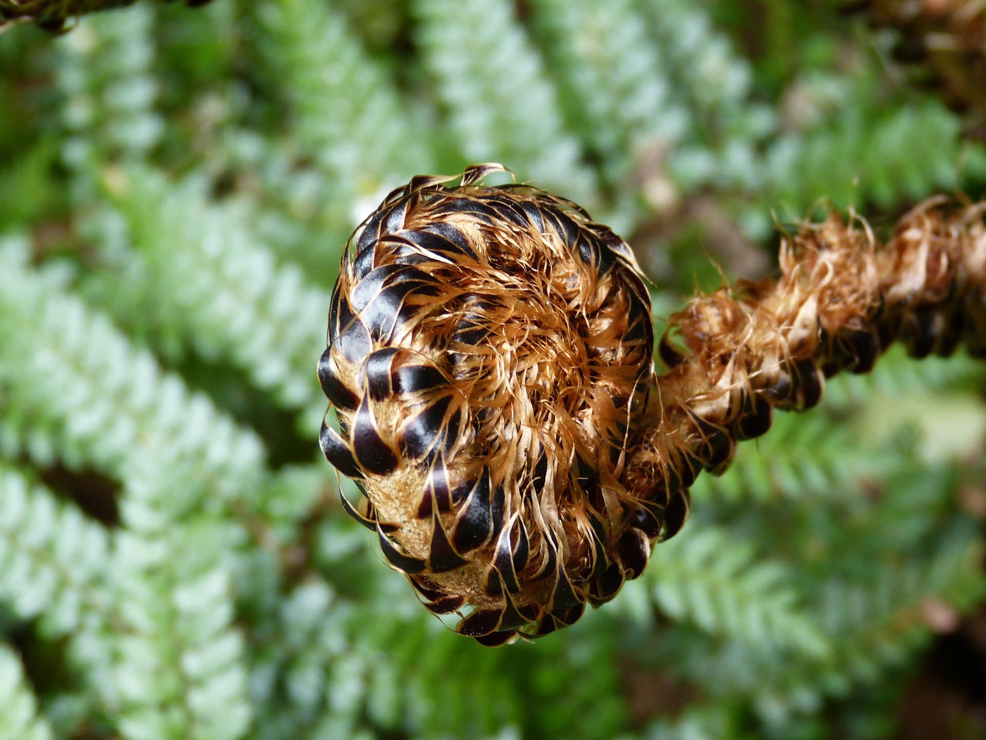 NZ fern